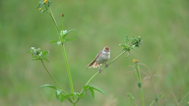 Tawny Grassbird - ML214089331