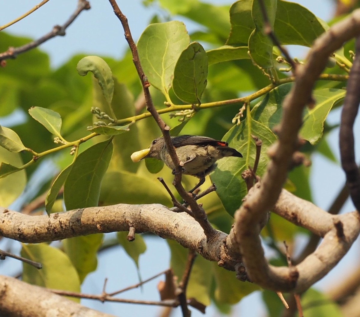 Scarlet-backed Flowerpecker - ML214089711