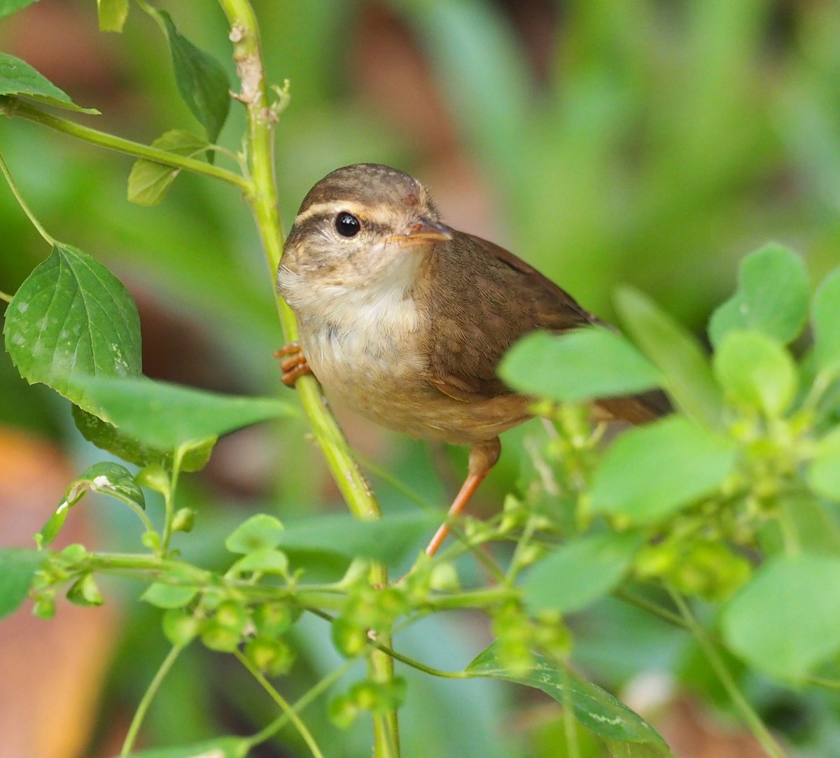 Radde's Warbler - ML214089811