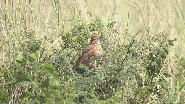 Rufous-naped Lark - ML214089971