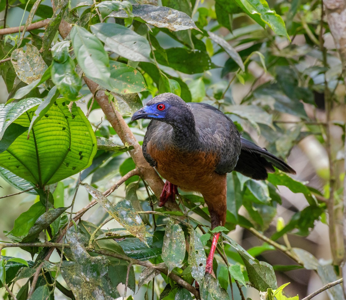 Sickle-winged Guan - ML214090611