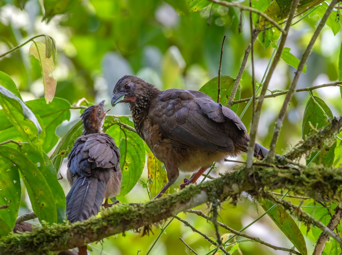 Speckled Chachalaca - Vayun Tiwari