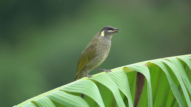 Lewin's Honeyeater - ML214091231