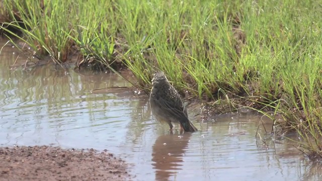 Orange-throated Longclaw - ML214091381