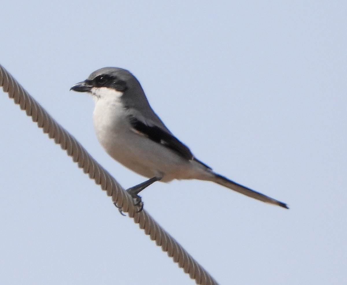 Loggerhead Shrike - ML214091411