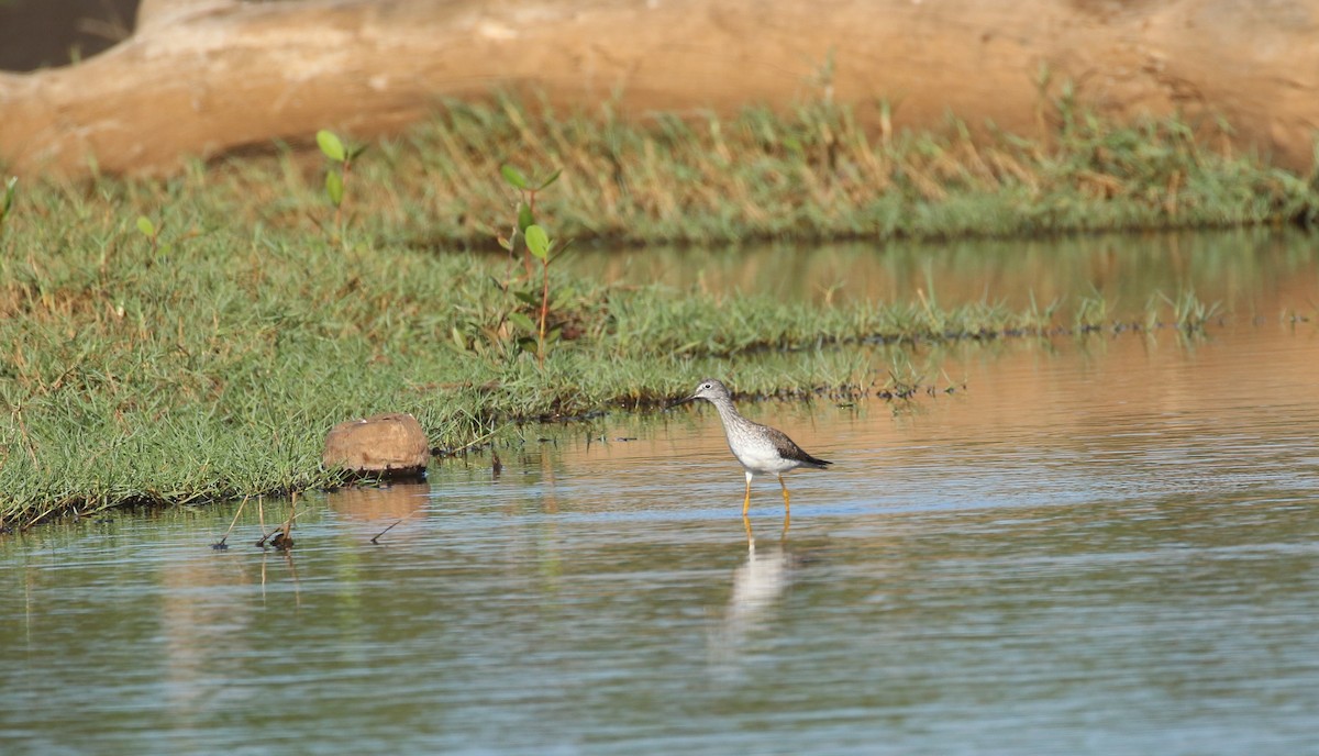 Greater Yellowlegs - ML214091651