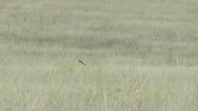 Long-tailed Widowbird - ML214092911