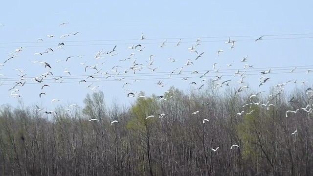 White Ibis - ML214093241