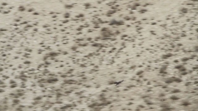 Prairie Falcon - ML214093351