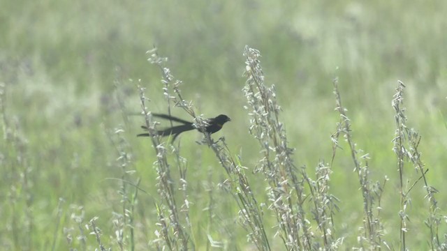 Red-collared Widowbird - ML214093471