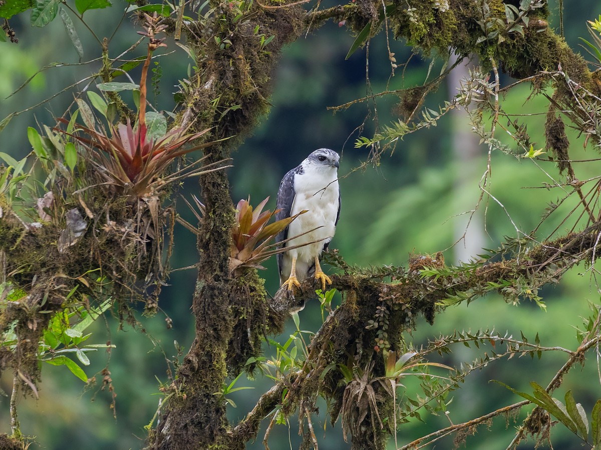 Gray-backed Hawk - Vayun Tiwari