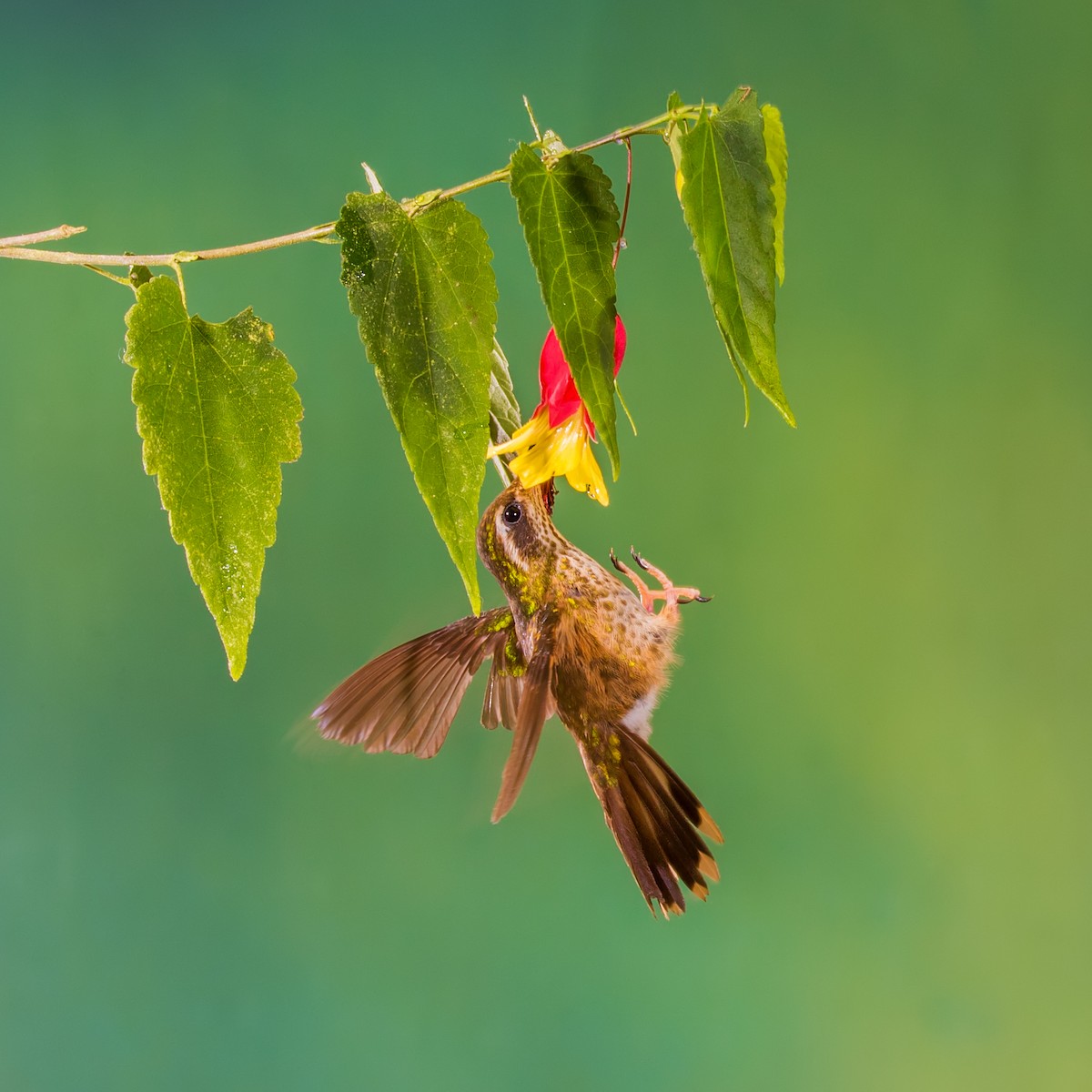 Speckled Hummingbird - Vayun Tiwari