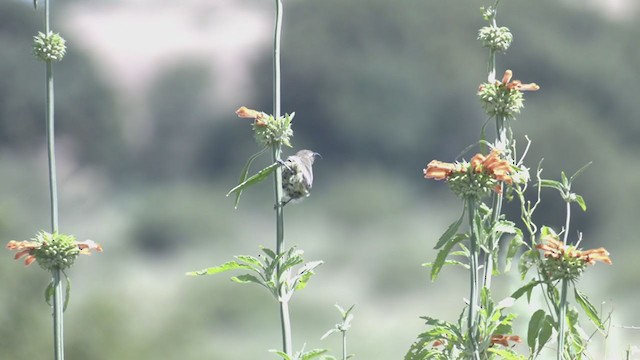 White-bellied Sunbird - ML214094711