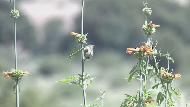 White-breasted Sunbird - ML214094711