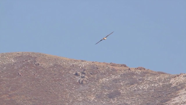 Prairie Falcon - ML214094911