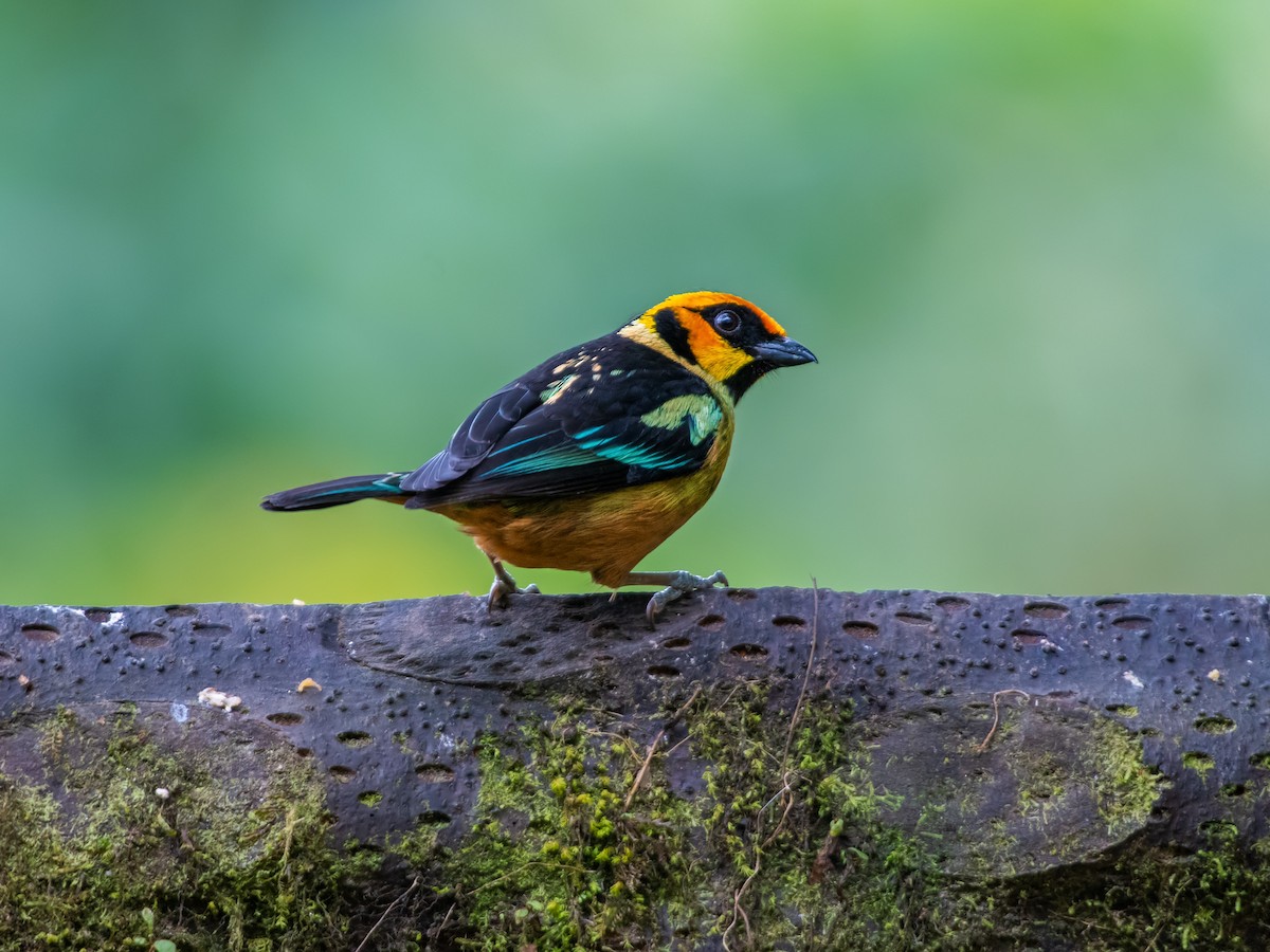 Flame-faced Tanager - ML214095131