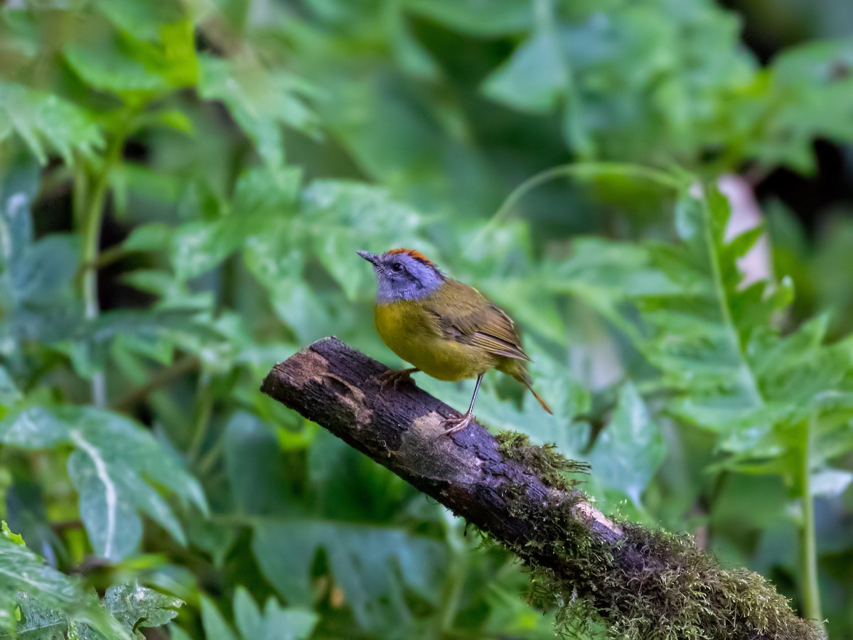 Russet-crowned Warbler - ML214095171