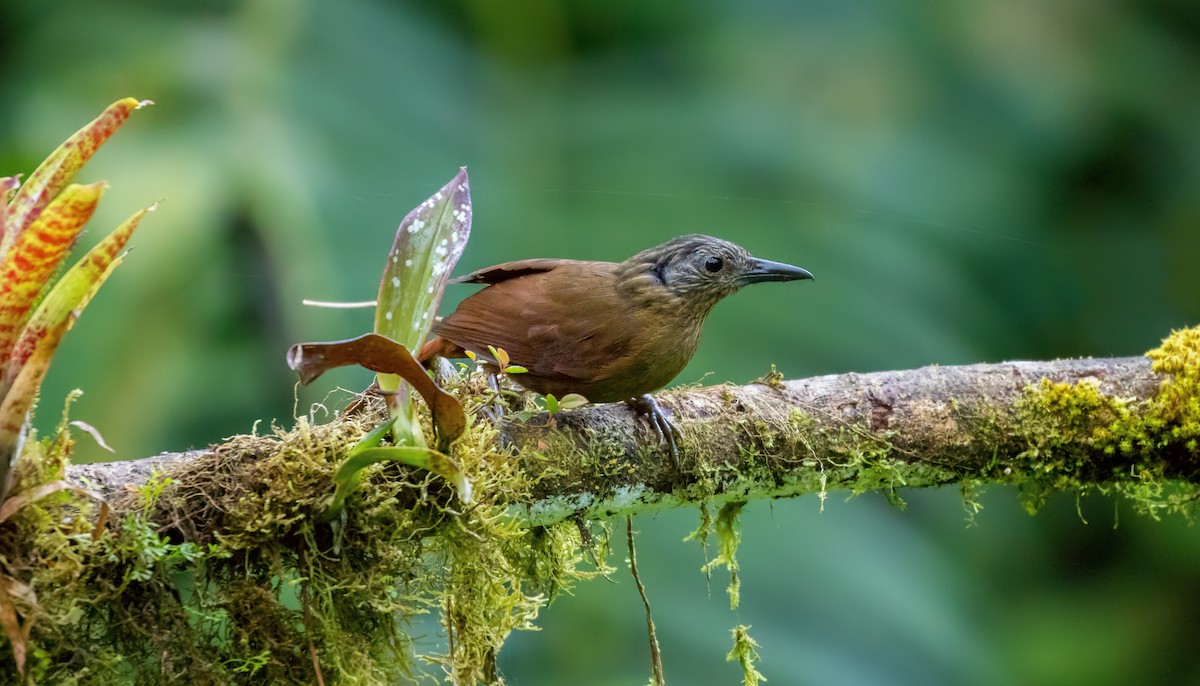 Streak-capped Treehunter - ML214095361