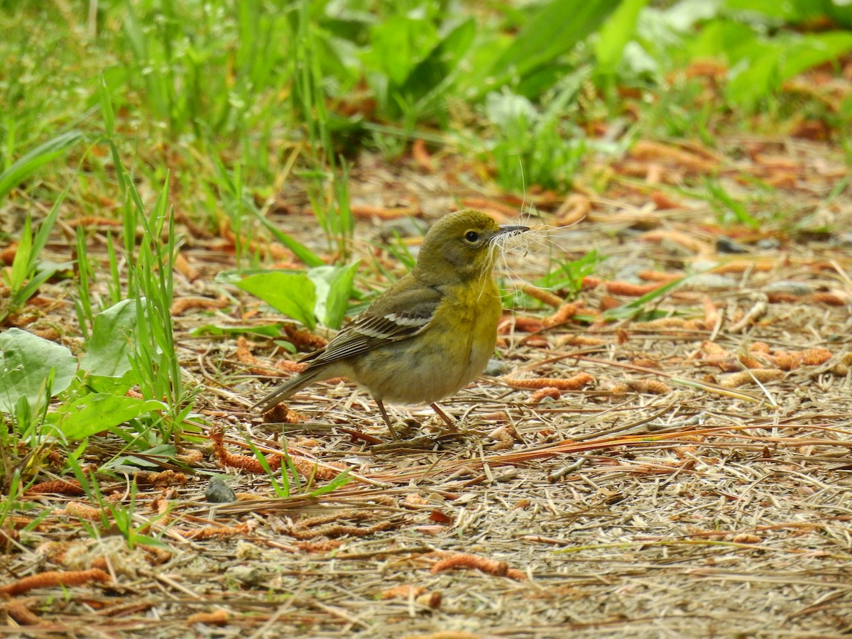 Pine Warbler - Chuck Schussman
