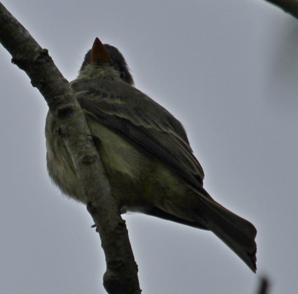 Greater Pewee - Susan Heath