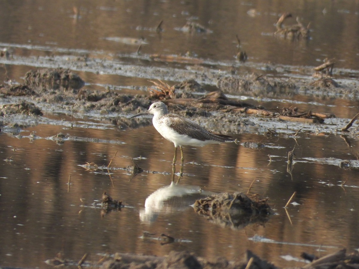 Common Greenshank - Ben Weil