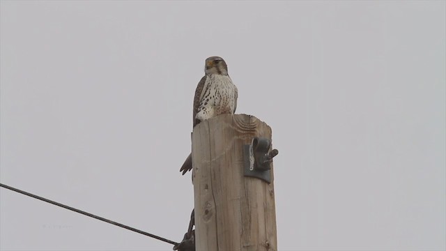 Prairie Falcon - ML214096881