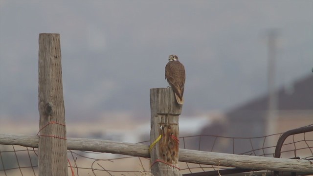 Prairie Falcon - ML214097071