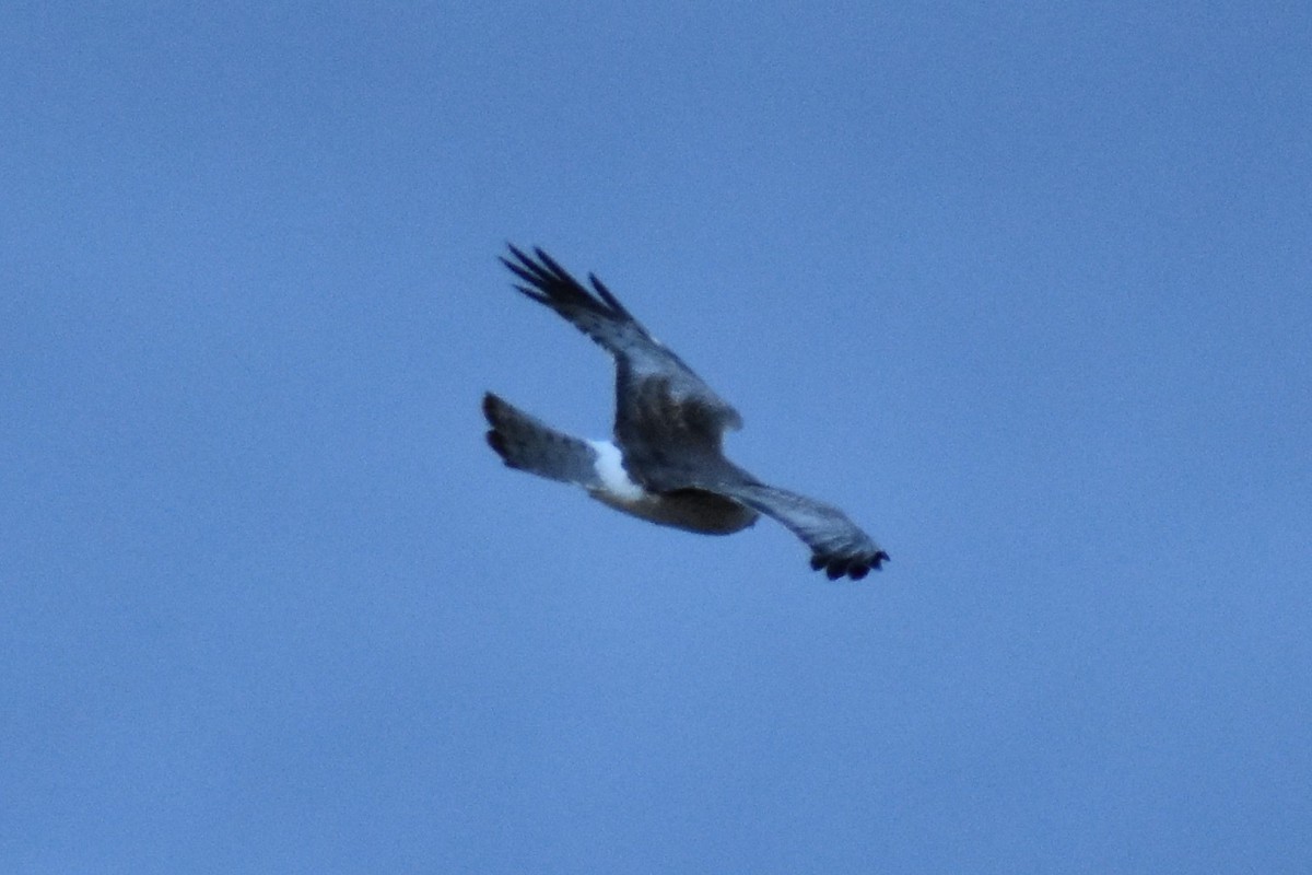 Northern Harrier - ML214097191