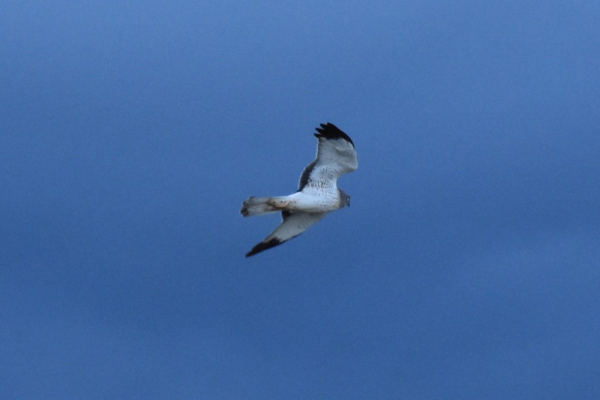 Northern Harrier - ML214097201