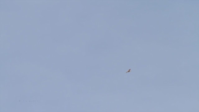 Prairie Falcon - ML214097781