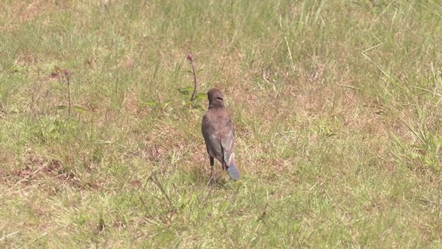 African Pied Starling - ML214097831