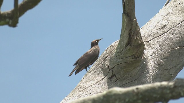African Pied Starling - ML214097841