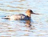 Red-breasted Merganser - Anonymous