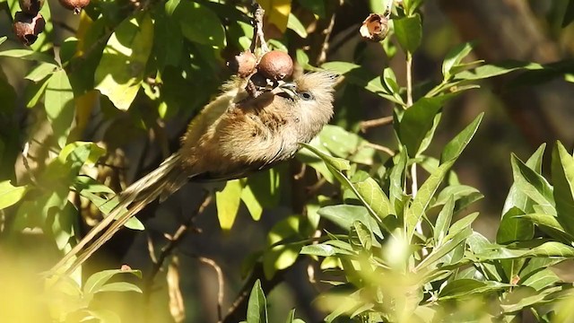 Speckled Mousebird - ML214099361
