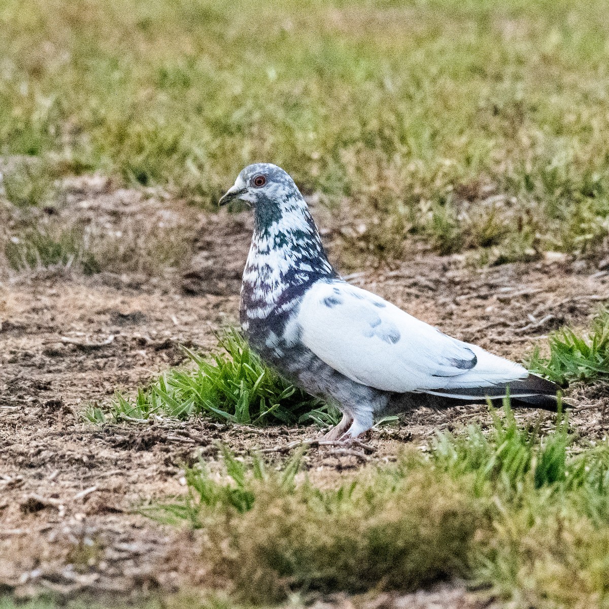 Rock Pigeon (Feral Pigeon) - ML214100081