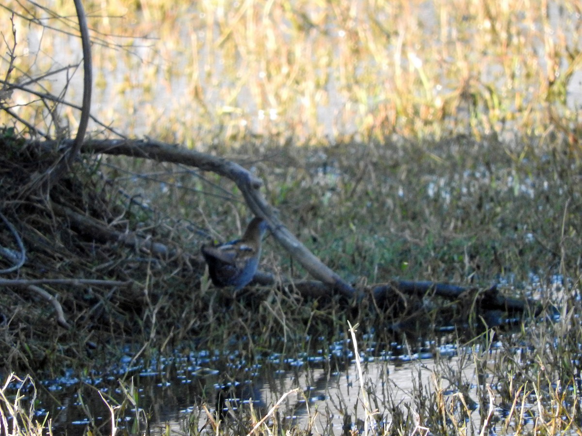 Little Crake - Diane Thomas