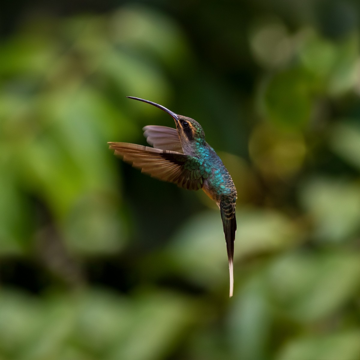 Grünschattenkolibri - ML214102101