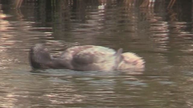 New Zealand Scaup - ML214102361