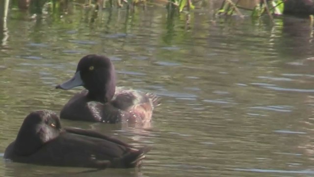 New Zealand Scaup - ML214102461