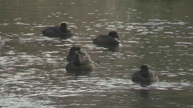 New Zealand Scaup - ML214102511
