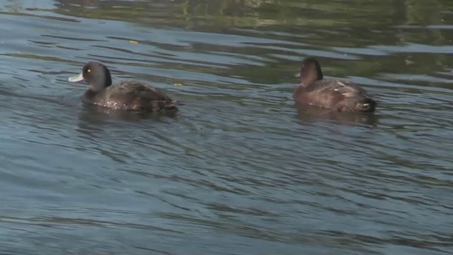 New Zealand Scaup - ML214102961