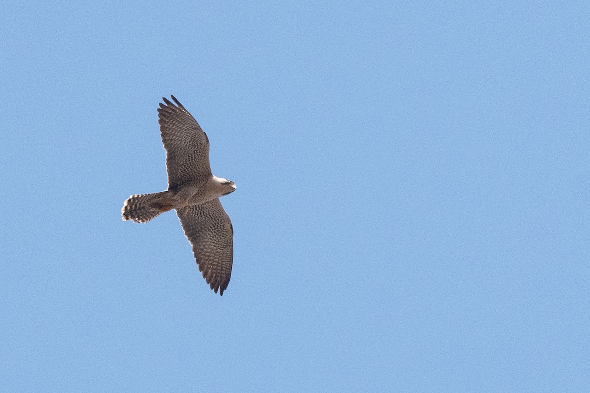 Lanner Falcon - ML214103471