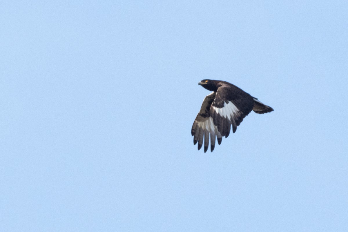 Long-crested Eagle - ML214103641