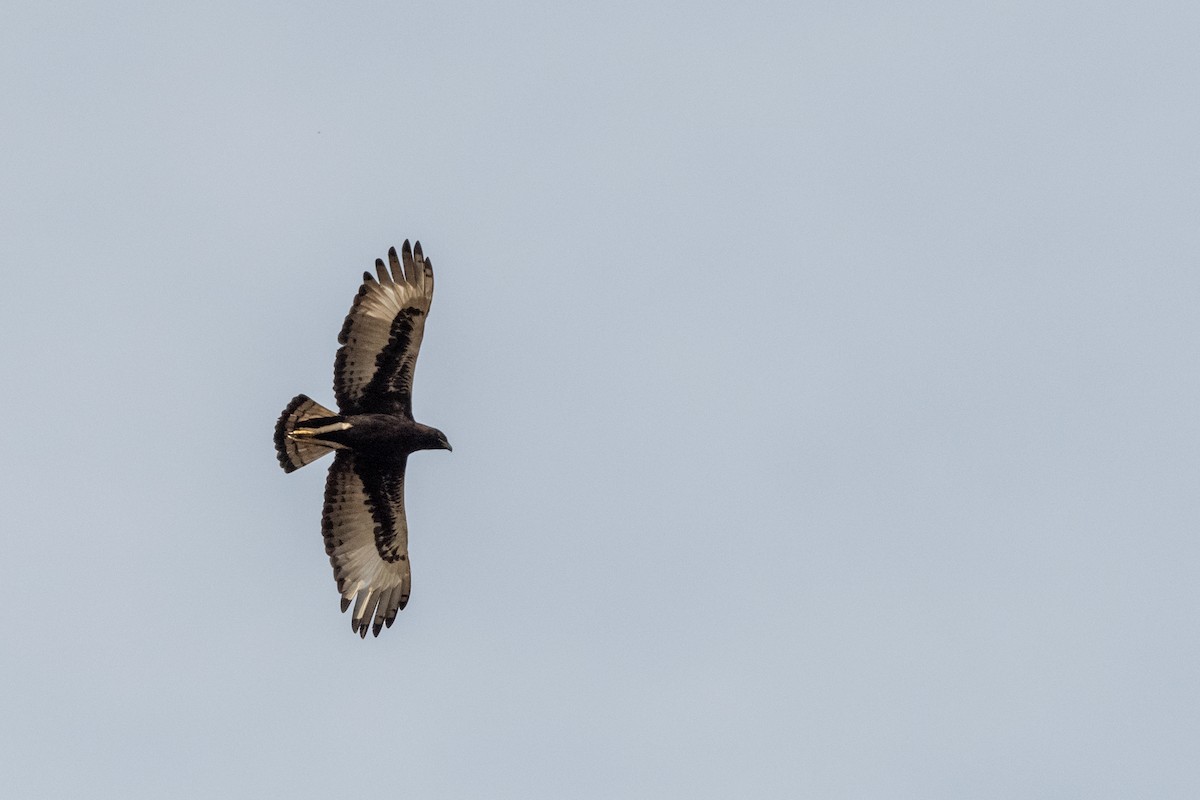 Long-crested Eagle - ML214103671