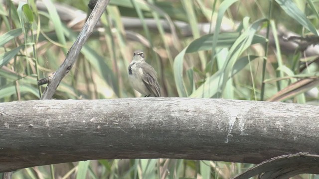 Lavandera de El Cabo - ML214103691