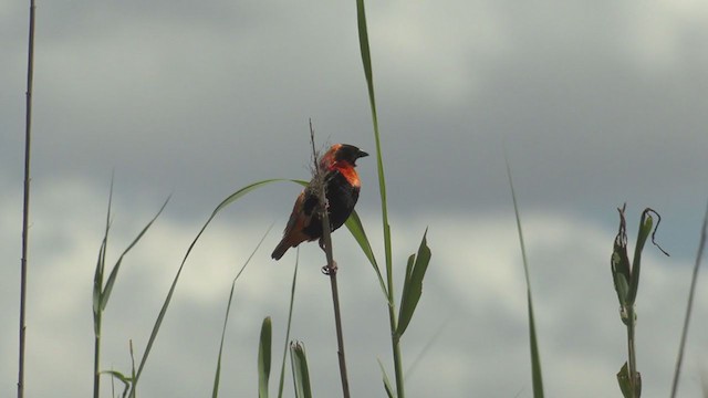 Southern Red Bishop - ML214105581