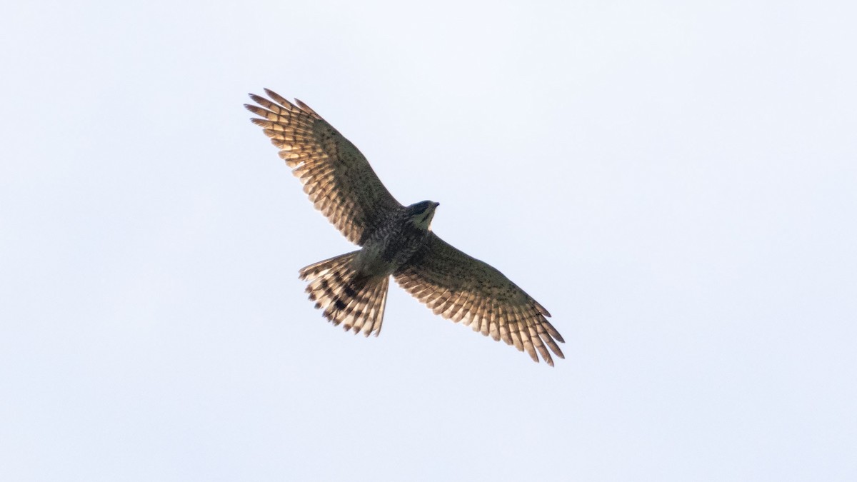 Gray-faced Buzzard - ML214105811