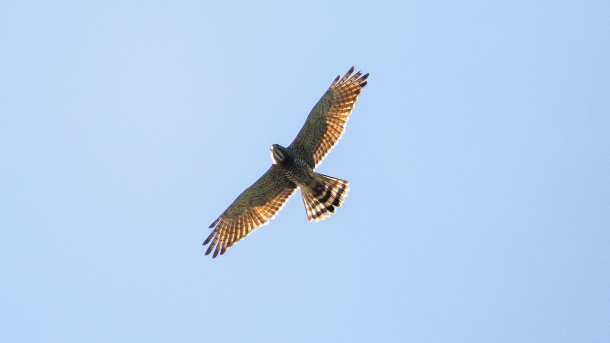 Gray-faced Buzzard - ML214105821