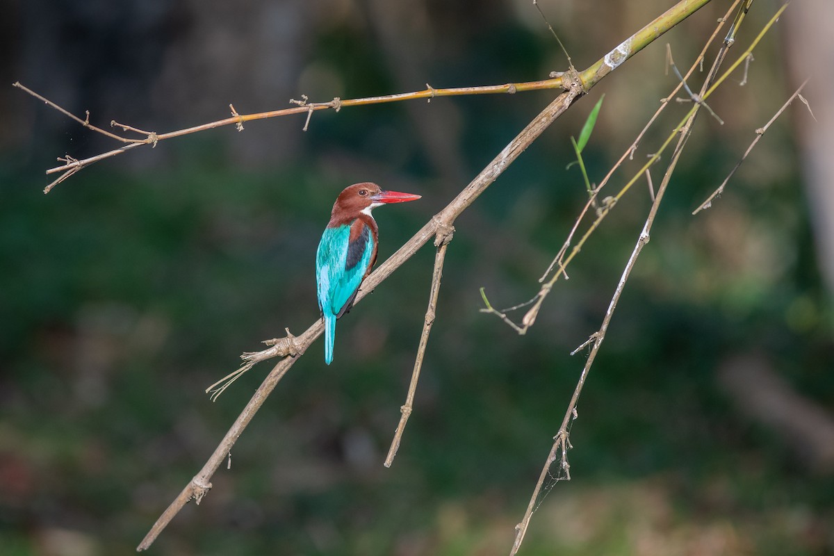 White-throated Kingfisher - Charles Thomas