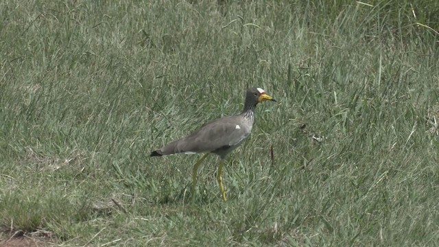 Wattled Lapwing - ML214106111